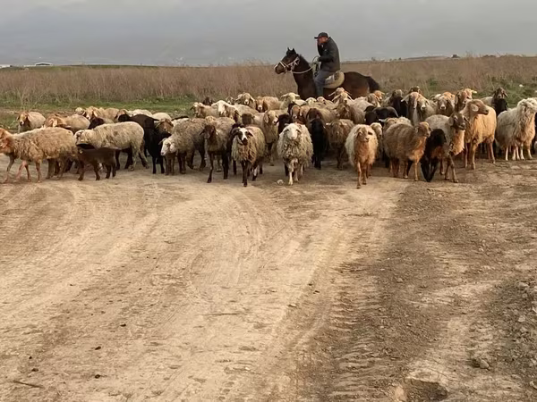 Ram, Sheep