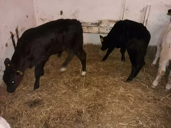 Bulle, Aberdeen-Angus