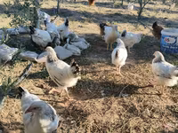 Chickens — 照片 3