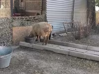 Widder, Hissar sheep — Foto 7