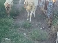 母羊, Sheep — 照片 4