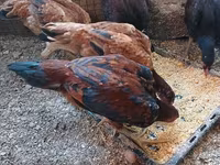 Chickens — foto 1