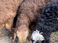Ram, Sheep — photo 1