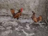 Bantam — photo 1
