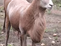Qoç, Katum sheep — foto 6