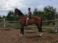 Caballo, Dutch warmblood horse — foto 1
