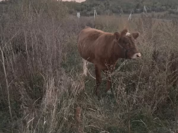 Vaca, Bovinos