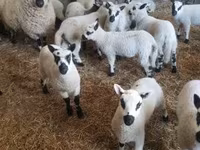 كبش, Cerry Hill sheep — الصورة 3