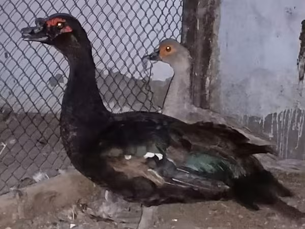 Ducks