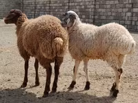 Qoyunlar (partiya, cinsi göstərilməyib), Qoyunlar — foto 1