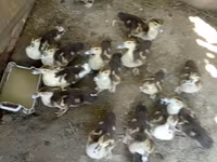 Domestic Muscovy — photo 4
