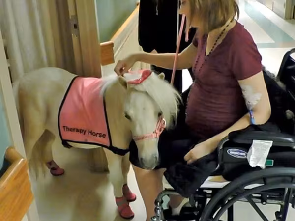Mare, Miniature horse