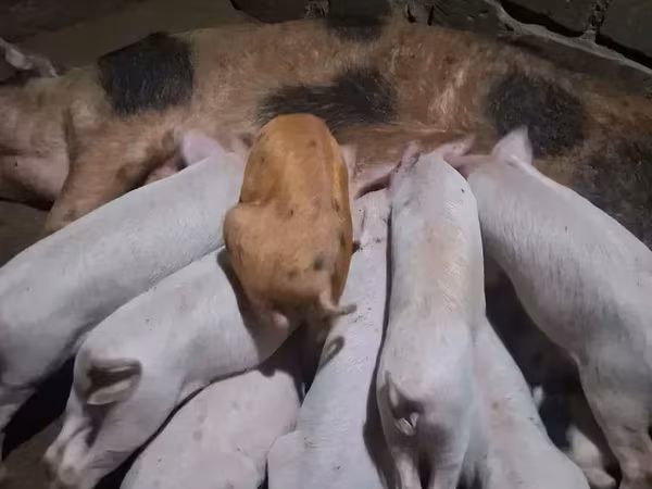 Хряк, Свиньи