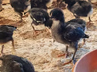 Australian Pit Game fowl — Foto 5