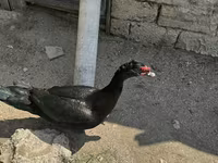 Ducks — foto 2