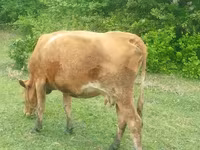 İnək, Simmental cattle — foto 2
