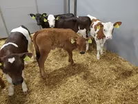 母牛, Simmental cattle — 照片 2
