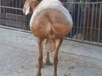 Qoç, Saryarka sheep — foto 4
