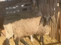 公羊, Tsigai sheep — 照片 2
