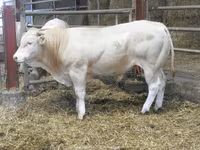 Buğa, Blonde d’Aquitane cattle — foto 4