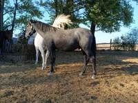 Kůň, Lipizzaner — foto 3