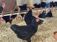 Australorp — photo 2