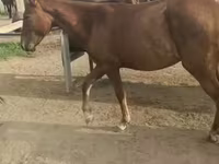 घोड़ी, घोड़े — फ़ोटो 4