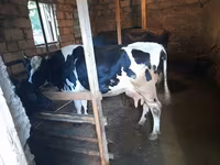 Cow, Holstein breed — photo 1