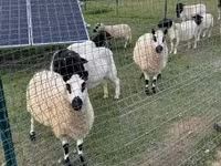 نعجة, Cerry Hill sheep — الصورة 7