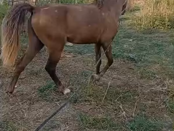 Horse (M), Horses