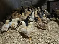 Chickens — photo 4