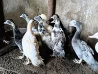 Ducks — foto 3