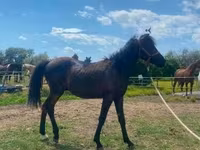 At, Hucul pony — foto 3