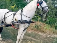 Cavalo, Cavalos — foto 2