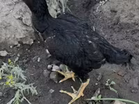 Shamo chickens — foto 2