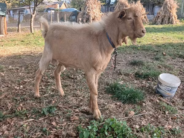Kozioł, Kozy