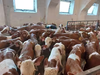 Buğa, Simmental cattle — foto 5