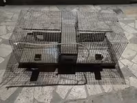 Շինշիլա շինշիաների վանդակ — Foto 2