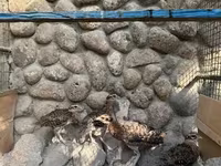 Guinea fowl — Foto 8
