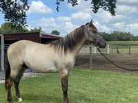 घोड़ा, Rocky Mountain Horse — फ़ोटो 4