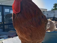 Chickens — photo 4