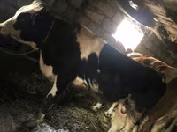 Bulle, Russian Black pied cattle — Foto 2