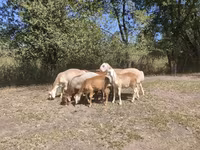 Widder, Afghan Arabi sheep — Foto 8