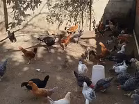 Chickens — photo 1