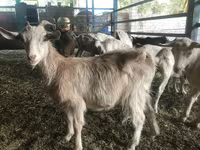 Kozel, Saanen goat — foto 5