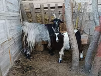 Goat, Goats — photo 1