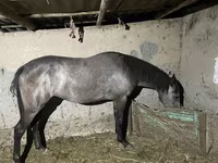 Madyan, Thoroughbred horse — foto 1