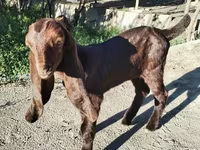 Ziege, Kamori goats — Foto 1
