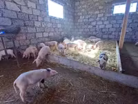 Säue, Schweine — Foto 4