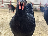 Australorp — photo 3